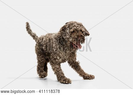 Funny Happy Lagotto Romagnolo Dog Posing Isolated On White Background.
