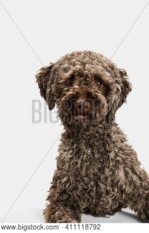 Close-up Happy Lagotto Romagnolo Dog Posing Isolated On White Background.