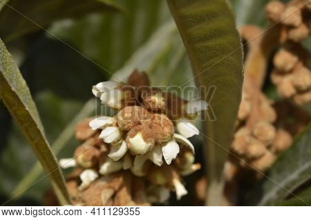 Japanese Medlar Flowers - Latin Name - Eriobotrya Japonica