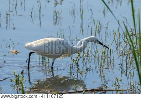 Little Egret Hunting (egretta Garzetta) White Little Egret