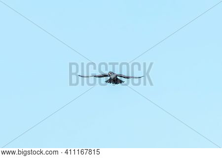 Red Footed Falcon In Flight, Falco Vespertinus