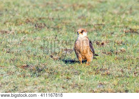 Red Footed Falcon Female (falco Vespertinus) On A Field