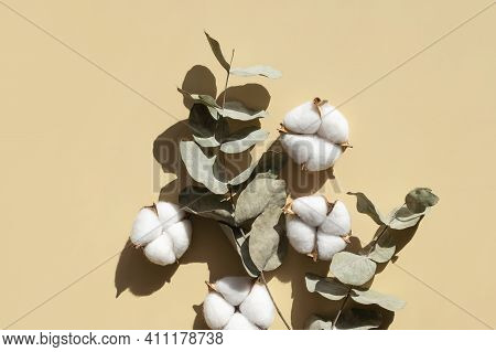 Cotton Flowers Twigs Of Eucalyptus With Sun Shadows On Beige Background Flat Lay Top View. Creative 