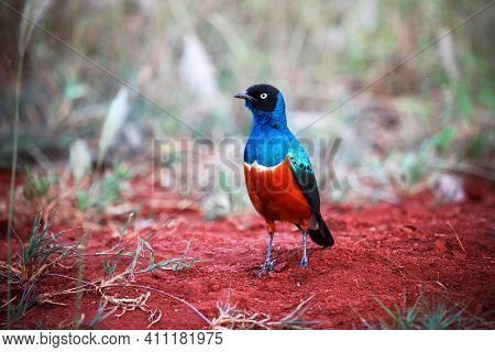 Superb Starling Or Spreo Superbus (lamprotornis Superbus) On A Bright Red Soil