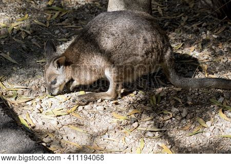 The Tammar Wallaby Is Grey And Light Brown With White Face Stripes
