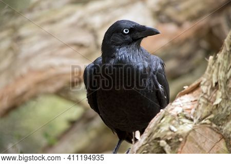 The Raven Is Perched On A Tree Beanch