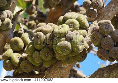 Close Up Of The Cluster Of Roxburgh Fig Fruits On The Tree