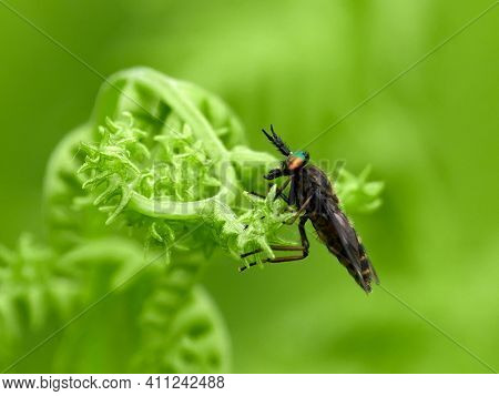 Twin-lobed deerfly (Chrysops relictus) in natural habitat