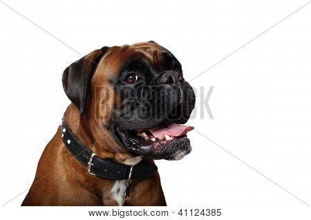 God hund