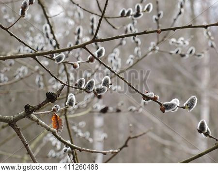 Blooming Willow. Delicate Inflorescences On Bush Branches In A Damp Forest In Early Spring. March, T