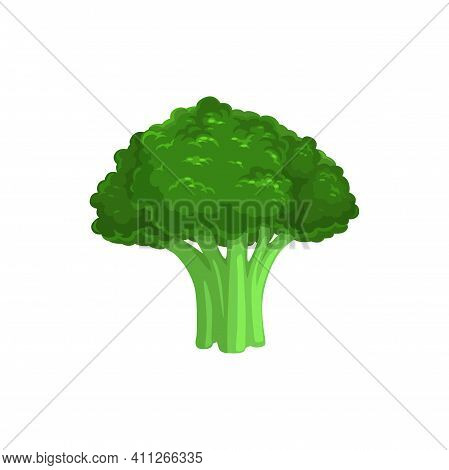 Broccoli Edible Cabbage Isolated Vegetarian Food. Vector Brassica Oleracea, Organic Raw Veggies, Unc