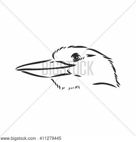 Black Outlined Kookaburra Bird-vector Drawing, Kookaburra Vector Sketch Illustration On White Backgr