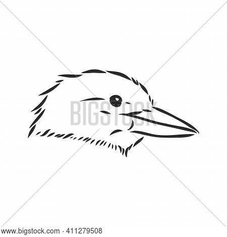 Black Outlined Kookaburra Bird-vector Drawing, Kookaburra Vector Sketch Illustration On White Backgr
