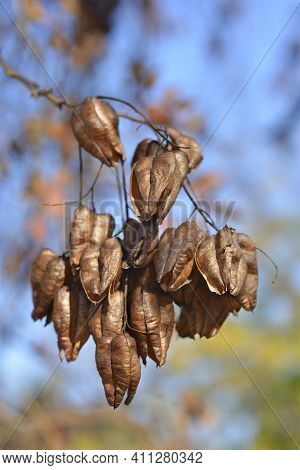 Golden Rain Tree Branch With Seed Pods - Latin Name - Koelreuteria Paniculata