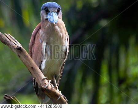 Boat-billed Heron (cochlearius Cochlearius) Perched On A Branch In Brazil