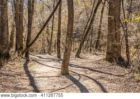 A Tree In The Middle Of The Trail That Splits Off To The Left And To The Right In The Forest With Th