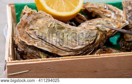 Eating Of Fresh Big Raw Fine De Claires Vertes Green French Oysters From Marennes-oleron