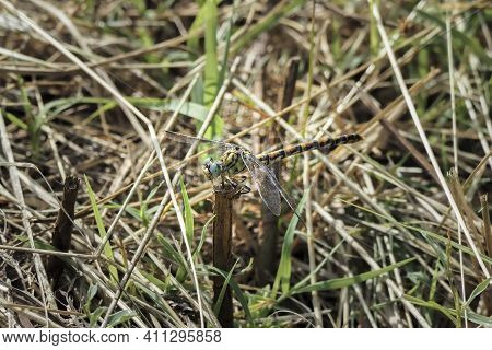 Onychogomphus Forcipatus, The Small Pincertail Or Green-eyed Hook-tailed Dragonfly , An Intresting P