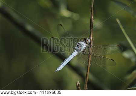 Orthetrum Brunneum, The Southern Skimmer, Is A Species Of Skimmers Belonging To The Family Libelluli