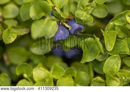 Wild Ripe Bilberry In Its Bush Closeup. European Blueberry Or Vaccinium Myrtillus Growing On The Mou