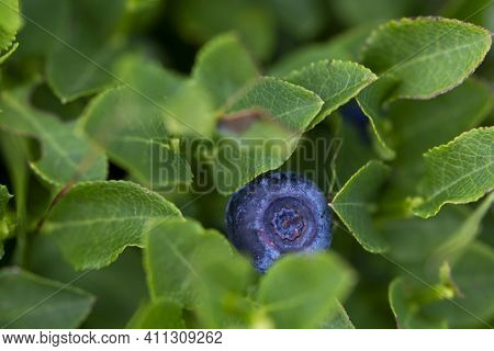 Wild Ripe Bilberry In Its Bush Closeup. European Blueberry Or Vaccinium Myrtillus Growing On The Mou