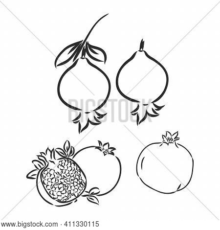 Hand Drawn Illustration. Black And White Vector Sketch. Highly Deteiled Drowing Of The Garnet.