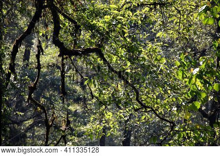 Tree Trunk With Branches In Rain Forest