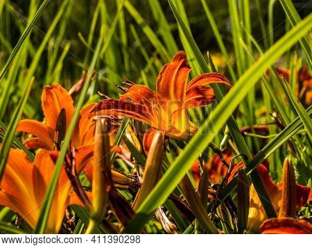 Flowering Day-lily Flowers (hemerocallis Flower), Closeup In The Sunny Day. Hemerocallis Fulva. The 