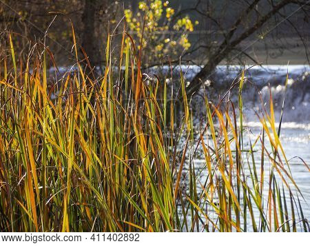Orange Phragmites Australis, Common Reed. Typical Habitat Of Little Bittern.