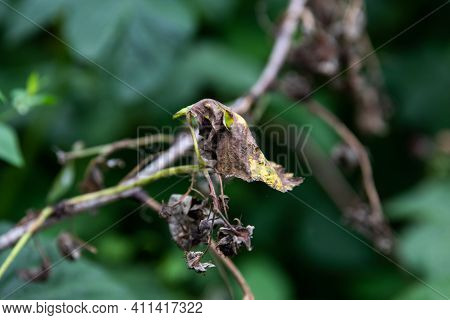 Raspberries Are Affected By The Disease. Pests And Diseases Of Raspberries. Fungus, Gray Rot, Anthra