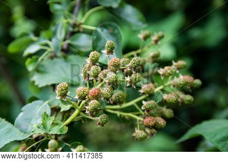 Raspberries Are Affected By The Disease. Pests And Diseases Of Raspberries. Fungus, Gray Rot, Anthra