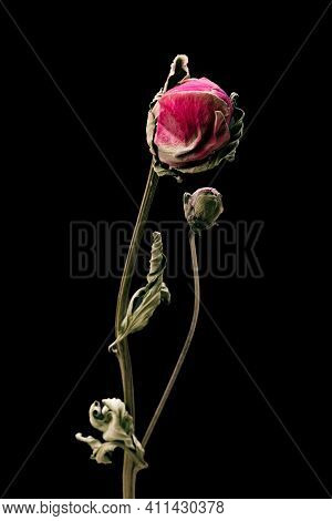 Dried Peony. Isolated On A Black Background Dry Flower With Crumpled Parts Of Dry Leaves And Petals 