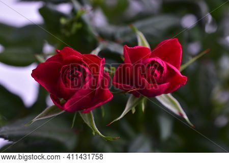Red Rose Flower Close Up On A Bush