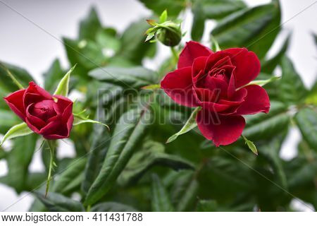 Red Rose Flower Close Up On A Bush