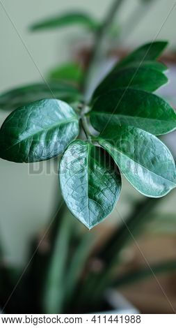 Houseplant In The Interior. Home Tree With Green Foliage. Lifestyle Home Decoration. Lush Green Leav