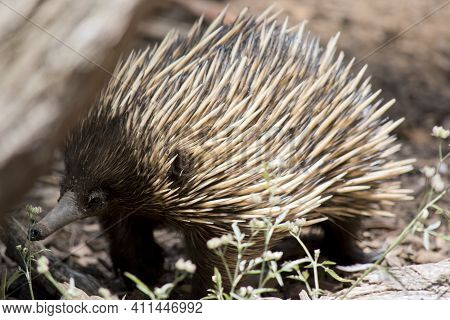 The Echidna Has Dark Brown And Tan Spikes For Protection.the Australian Echidna Is Similar To An Ame