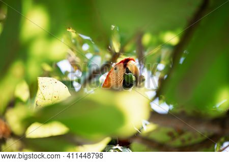 Portrait Tropical Parrot During Its Meal In A Tropical Natural Habitat, Ara Peninsula, Osa, Costa Ri
