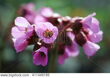 Macro View Of Bergina Trumpet Blossoms In Bloom