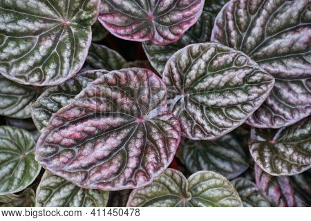 Green And Purple Leaves Of Rippled Peperomia Luna Red, A Tropical Plant