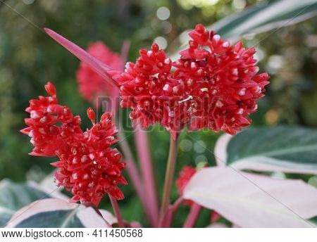 The Red Flowers Of Stromanthe Sanguinea Triostar, A Tropical Plant