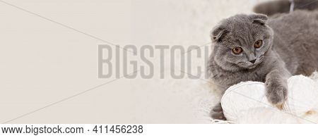 A Lop-eared Scottish Cat Plays With Balls Of Yarn. An Animal On A White Background. Fun For Pets