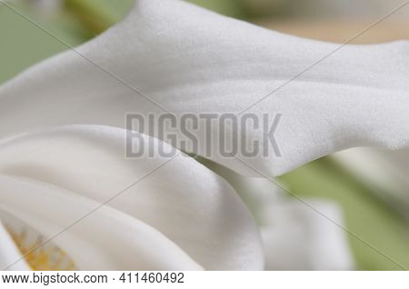 Flowers Of Coelogyne Cristata Orchid, Close Up Shot