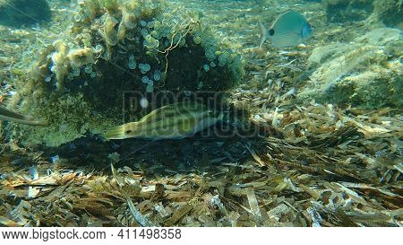 East Atlantic Peacock Wrasse (symphodus Tinca) Undersea, Mediterranean Sea, Cape Of Antibes, France