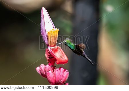 Amazilia Decora, Charming Hummingbird, Bird Feeding Sweet Nectar From Flower Pink Bloom. Hummingbird