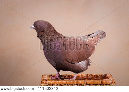 Brown Pigeon, Breed Carno Or King, Tilting The Head, On A Woven Basket, On A Beige Background, Indoo