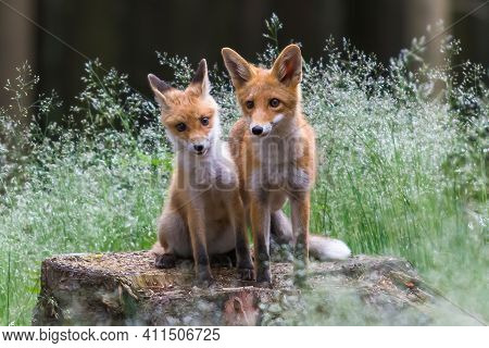 Red Fox. The Species Has A Long History Of Association With Humans.the Red Fox Is One Of The Most Im
