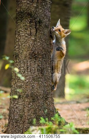 Red Fox. The Species Has A Long History Of Association With Humans.the Red Fox Is One Of The Most Im