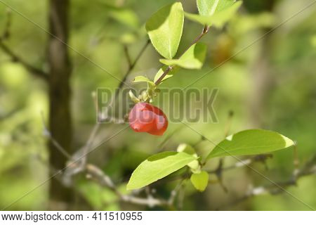 Winter Flowering Honeysuckle Fruit - Latin Name - Lonicera Fragrantissima