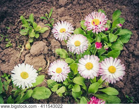 Rock Soapwort Flowers, Saponaria Ocymoides. Natural Background Of Pink Flowers And Green Leaves