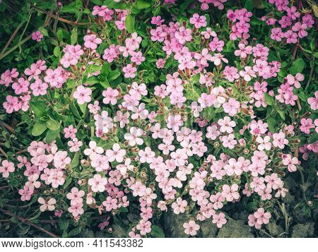 Rock Soapwort Flowers, Saponaria Ocymoides. Natural Background Of Pink Flowers And Green Leaves